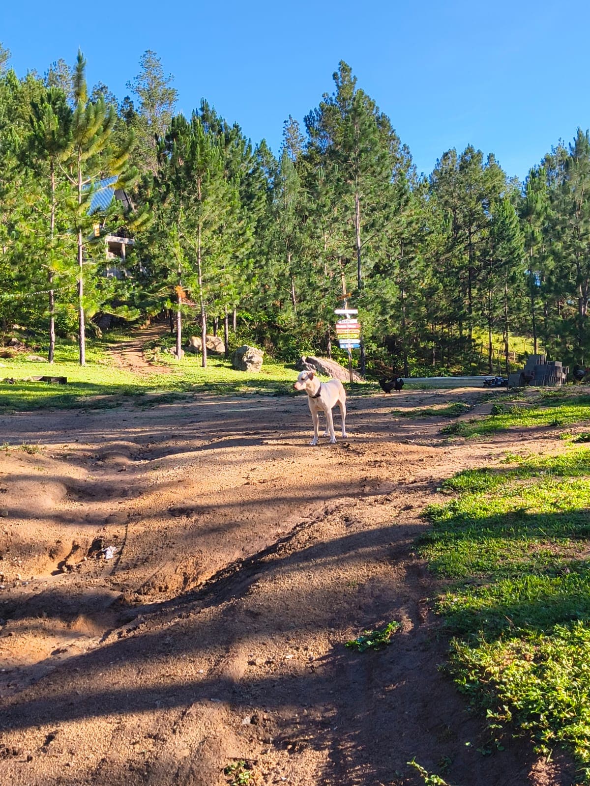 Dogs Jungla Vida