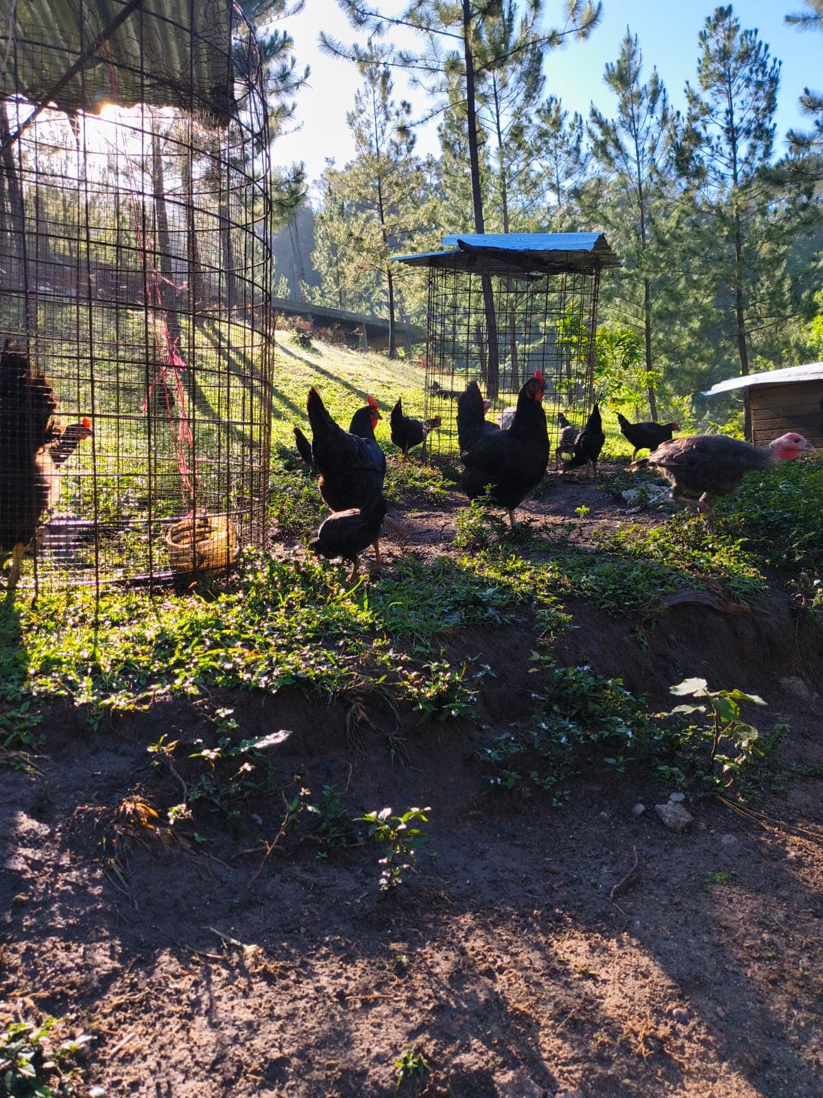 Gallinas Jungla Vida