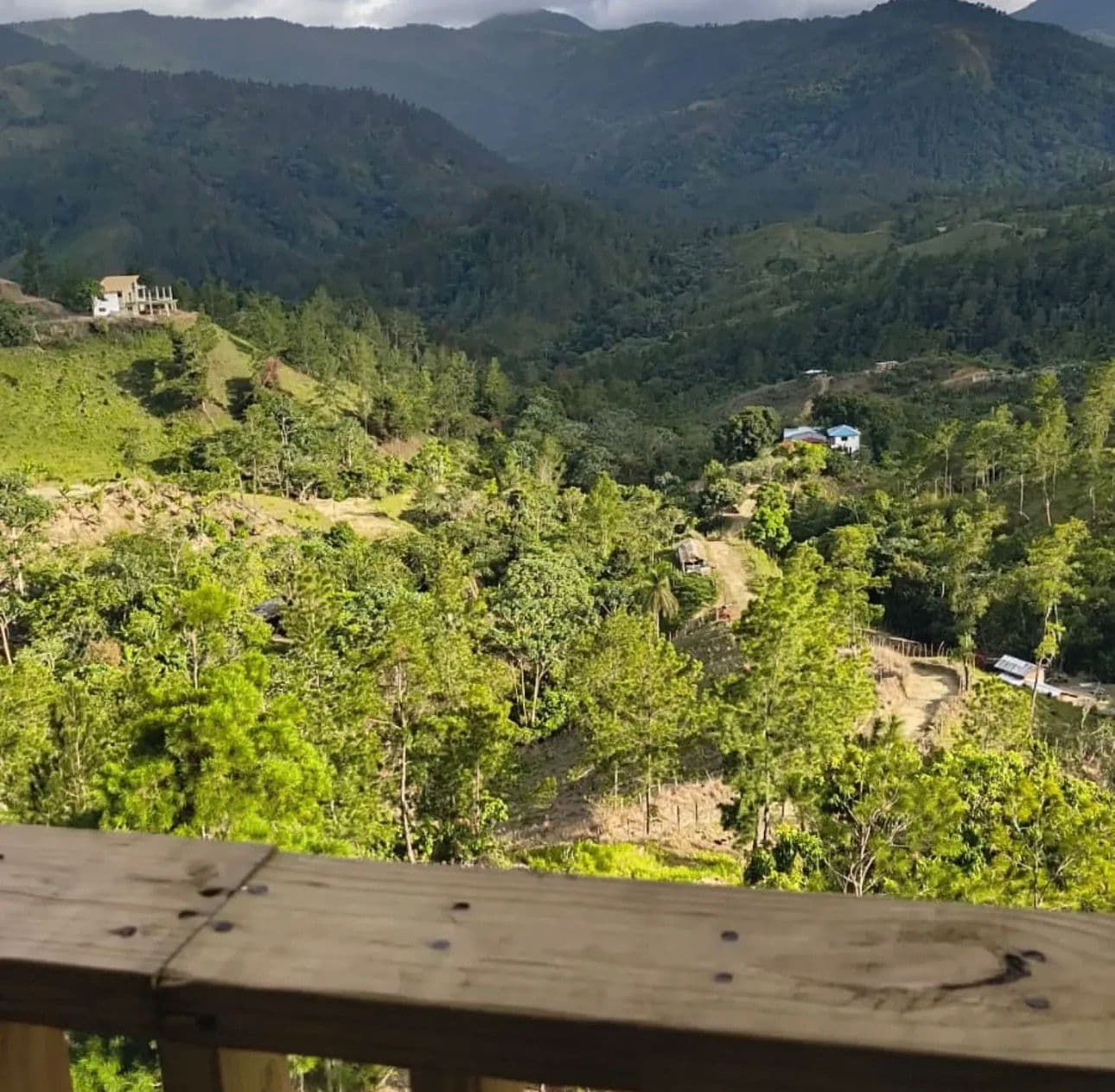 Jungla Vida Paisaje-13