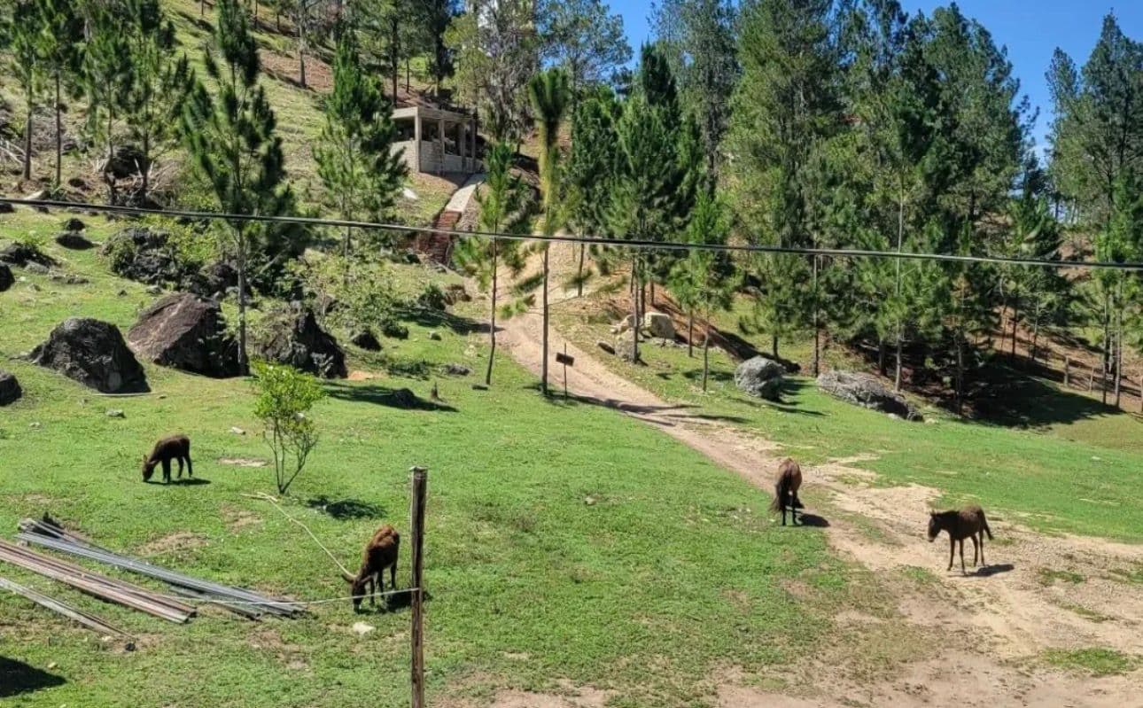 Jungla Vida Paisaje
